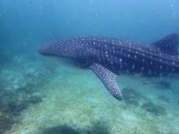 Image result for Rhincodon typus