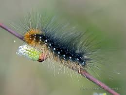 Attēlu rezultāti vaicājumam “Arctia caja imago”