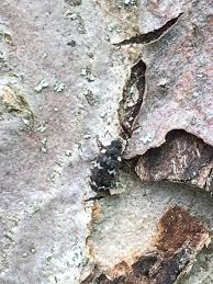 Attēlu rezultāti vaicājumam “Megatoma undata”