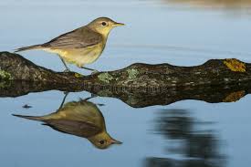 Image result for Hippolais polyglotta