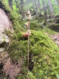 Attēlu rezultāti vaicājumam “Epipogium aphyllum”