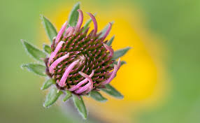 Attēlu rezultāti vaicājumam “Echinacea purpurea bud”