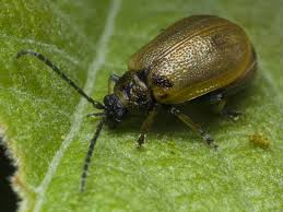 Attēlu rezultāti vaicājumam “Lochmaea caprea”