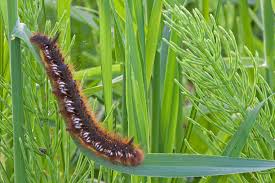 Attēlu rezultāti vaicājumam “Euthrix potatoria larva”