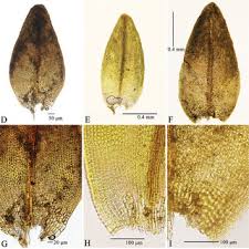 Attēlu rezultāti vaicājumam “Grimmia muehlenbeckii sporophyte”