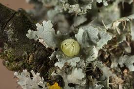Attēlu rezultāti vaicājumam “Diloba caeruleocephala larva”