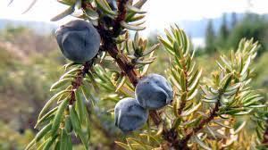 Attēlu rezultāti vaicājumam “Juniperus communis fruit”