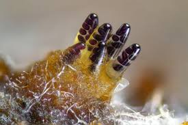 Attēlu rezultāti vaicājumam “Willkommlangea reticulata young”