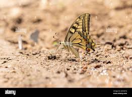 Attēlu rezultāti vaicājumam “Papilio machaon underside”