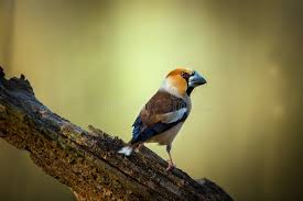 Attēlu rezultāti vaicājumam “Coccothraustes coccothraustes”