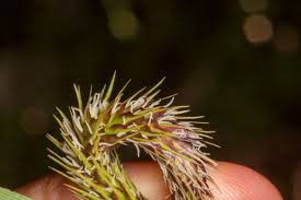 Attēlu rezultāti vaicājumam “Carex riparia”