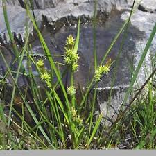 Attēlu rezultāti vaicājumam “Carex viridula flower”