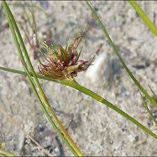 Attēlu rezultāti vaicājumam “Juncus articulatus”