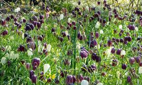 Attēlu rezultāti vaicājumam “Meleagris”