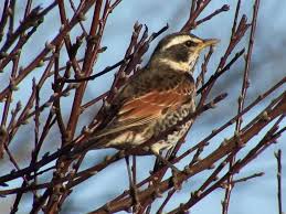 Image result for Turdus eunomus