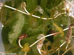 Attēlu rezultāti vaicājumam “Potamogeton perfoliatus flower”
