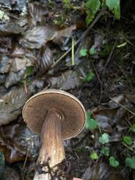 Attēlu rezultāti vaicājumam “Porphyrellus porphyrosporus”