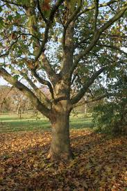 Attēlu rezultāti vaicājumam “Platanus x hispanica (syn. Platanus x acerifolia)”