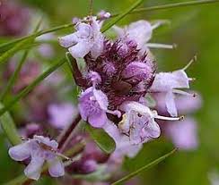Attēlu rezultāti vaicājumam “Thymus pulegioides fruit”