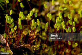 Attēlu rezultāti vaicājumam “Pohlia nutans sporophyte”