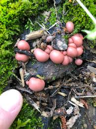 Attēlu rezultāti vaicājumam “Lycogala cf. fossiculatum young”
