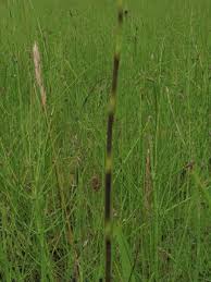 Attēlu rezultāti vaicājumam “Equisetum palustre”