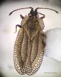 Attēlu rezultāti vaicājumam “Acalypta carinata”