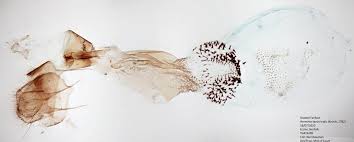 Attēlu rezultāti vaicājumam “Herminia tarsicrinalis”