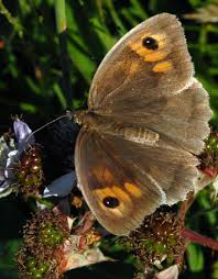 Attēlu rezultāti vaicājumam “Maniola jurtina male”