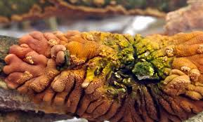 Attēlu rezultāti vaicājumam “Hypocreopsis lichenoides”