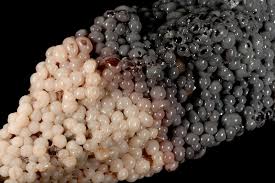 Attēlu rezultāti vaicājumam “Diderma spumarioides sessile”