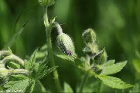 Attēlu rezultāti vaicājumam “Geranium sylvaticum bud”