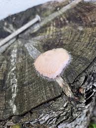 Attēlu rezultāti vaicājumam “Lycogala fuscoolearium”