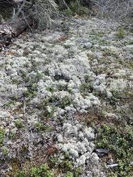 Attēlu rezultāti vaicājumam “Cladonia stellaris”