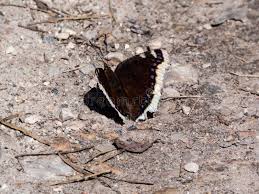 Attēlu rezultāti vaicājumam “Nymphalis antiopa upperside”