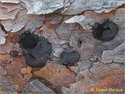 Attēlu rezultāti vaicājumam “Amaurochaete atra”