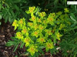 Attēlu rezultāti vaicājumam “Euphorbia palustris fruit”