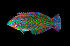 Attēlu rezultāti vaicājumam “Lophozia laxa macro”