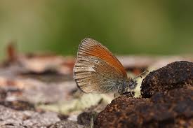 Attēlu rezultāti vaicājumam “Coenonympha glycerion”