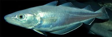 Image result for Merlangius merlangus