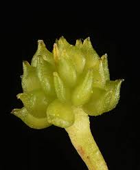 Attēlu rezultāti vaicājumam “Ranunculus flammula leaf”