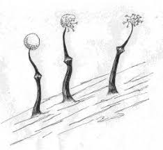 Attēlu rezultāti vaicājumam “Didymium xanthopus stalked”