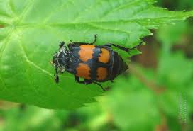 Attēlu rezultāti vaicājumam “Nicrophorus investigator imago”