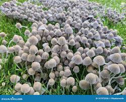 Attēlu rezultāti vaicājumam “Coprinus disseminatus”