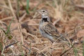 Image result for Melanocorypha calandra