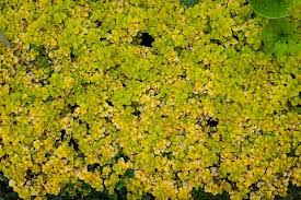 Image result for Lysimachia nummularia