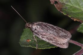 Attēlu rezultāti vaicājumam “Depressaria olerella”