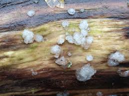 Attēlu rezultāti vaicājumam “Myxarium nucleatum”