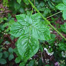 Attēlu rezultāti vaicājumam “Rubus nessensis”