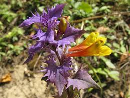 Attēlu rezultāti vaicājumam “Melampyrum nemorosum”